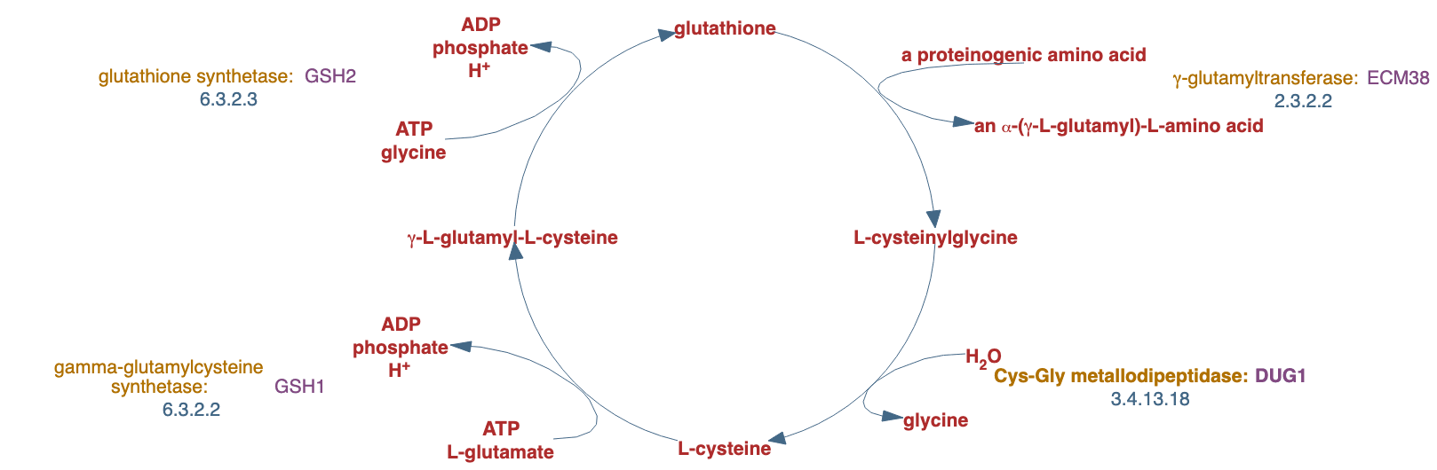 superpathway of glutathione metabolism (truncated &gamma;-glutamyl cycle) pathway diagram