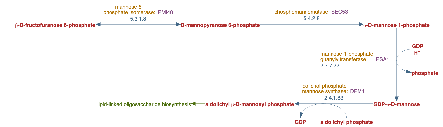 dolichyl phosphate D-mannose biosynthesis pathway diagram