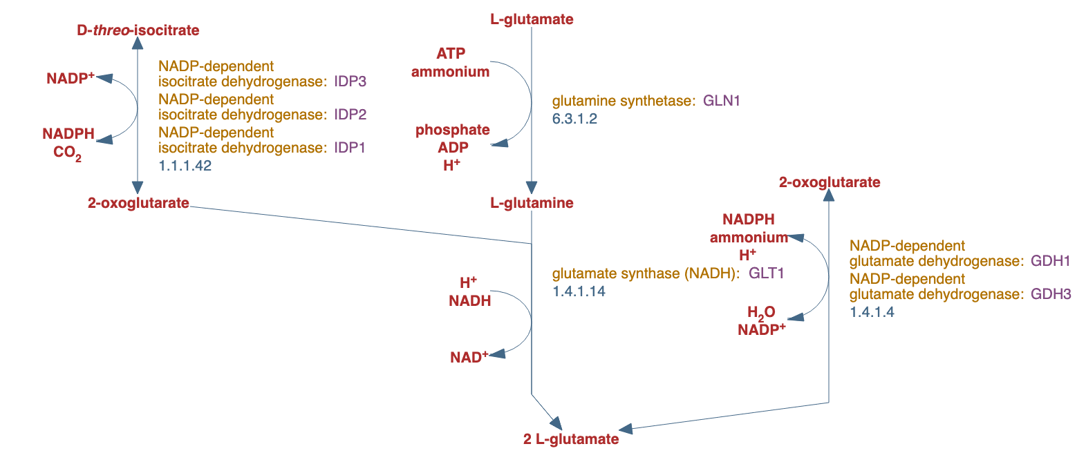 superpathway of glutamate biosynthesis pathway diagram