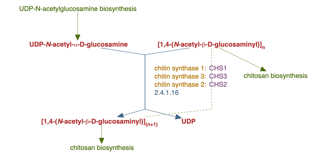 chitin biosynthesis pathway diagram