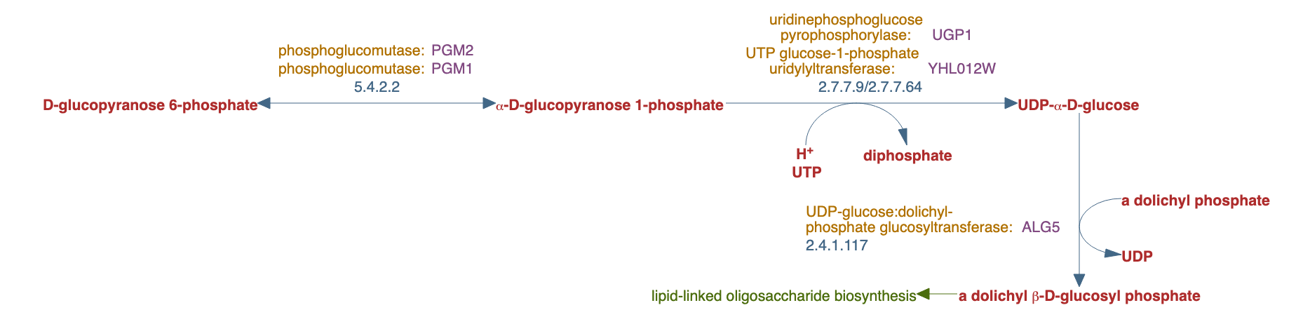 dolichyl glucosyl phosphate biosynthesis pathway diagram