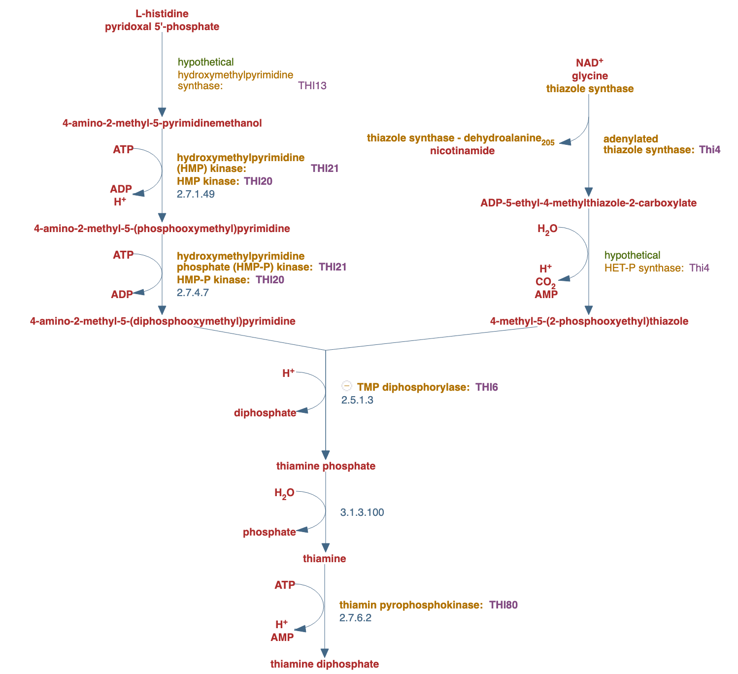 thiamine biosynthesis pathway diagram