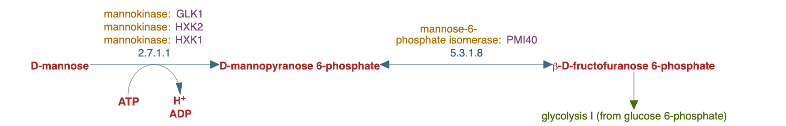 mannose degradation pathway diagram