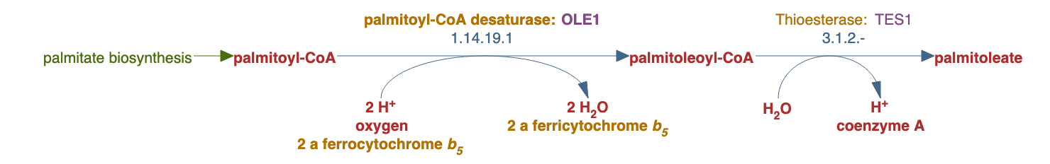 palmitoleate biosynthesis pathway diagram