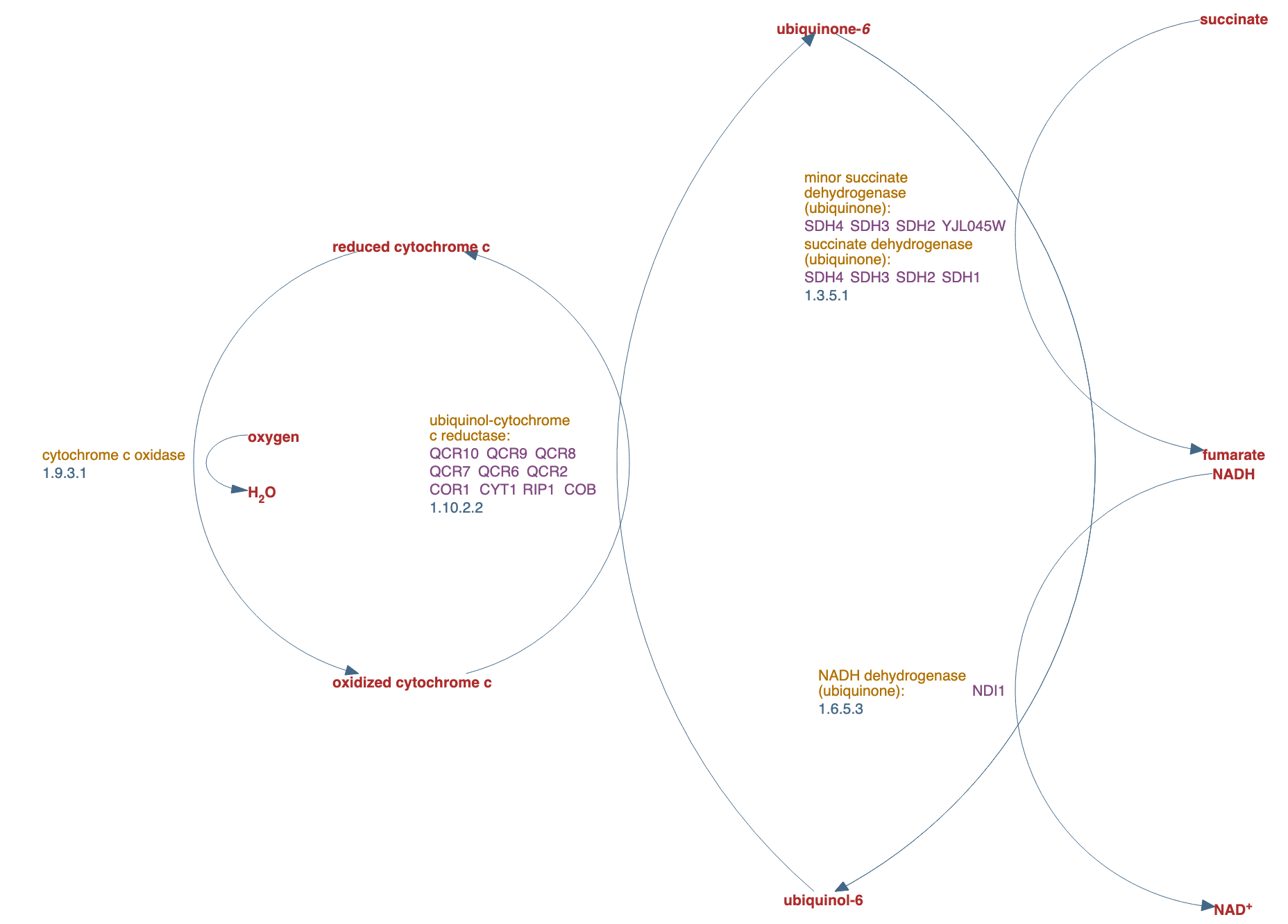 aerobic respiration, electron transport chain pathway diagram