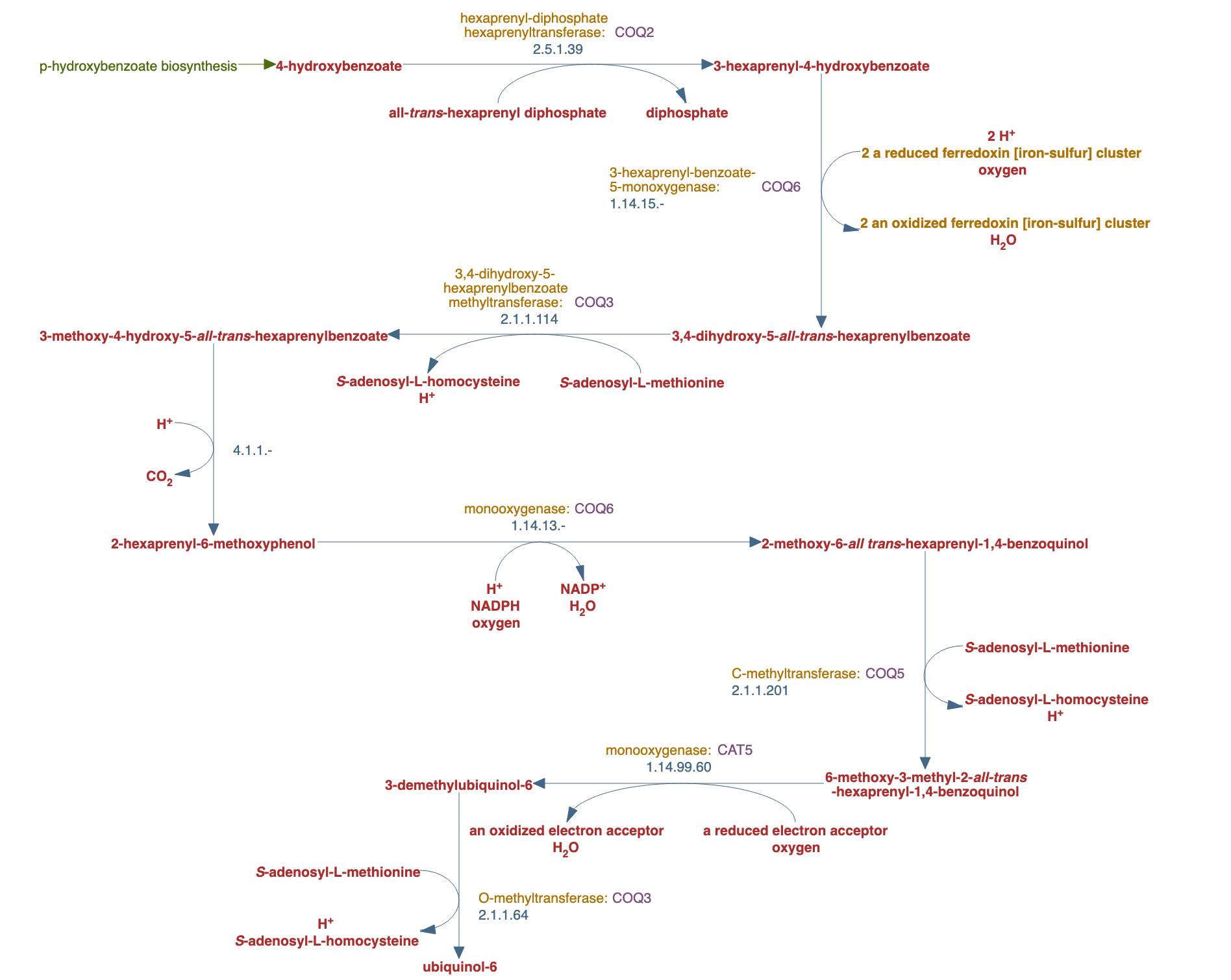 ubiquinol-6 biosynthesis from 4-hydroxybenzoate (eukaryotic) pathway diagram