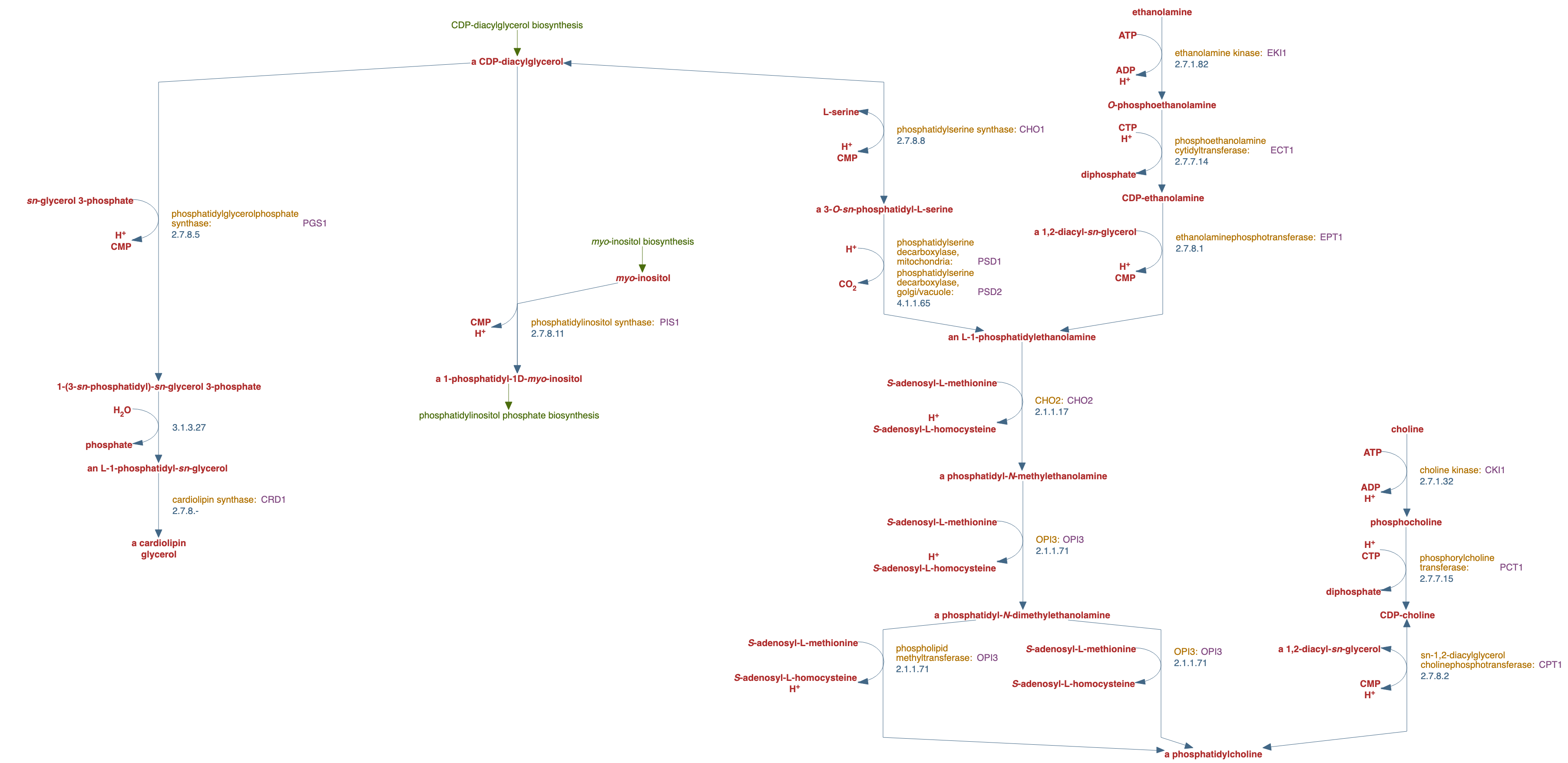 superpathway of phospholipid biosynthesis pathway diagram