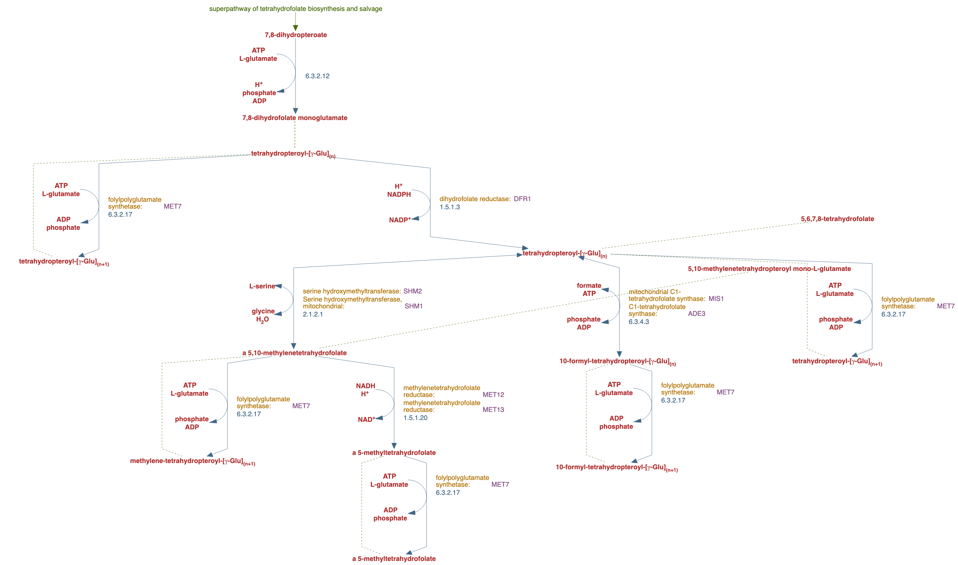 folate polyglutamylation pathway diagram