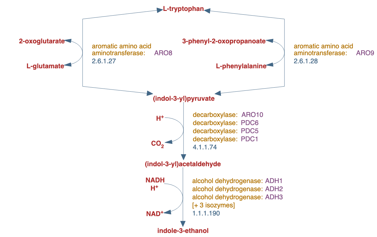 tryptophan degradation pathway diagram