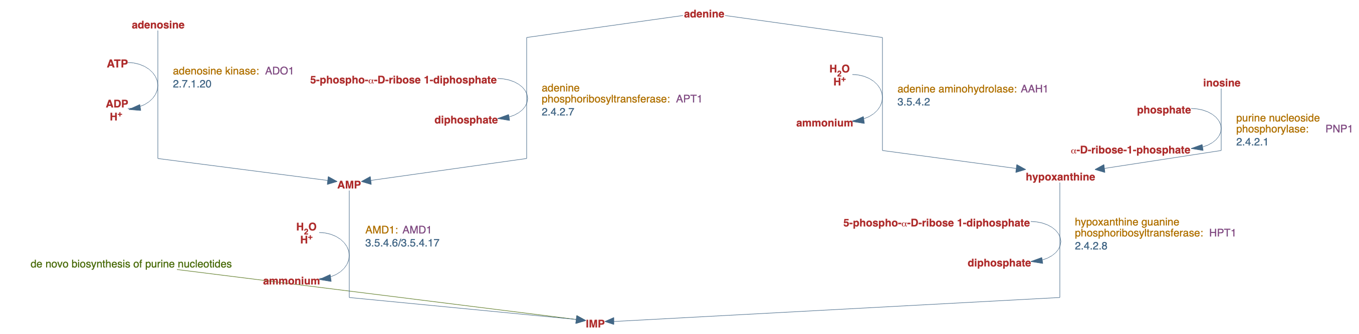 salvage pathways of adenine, hypoxanthine and their nucleosides pathway diagram