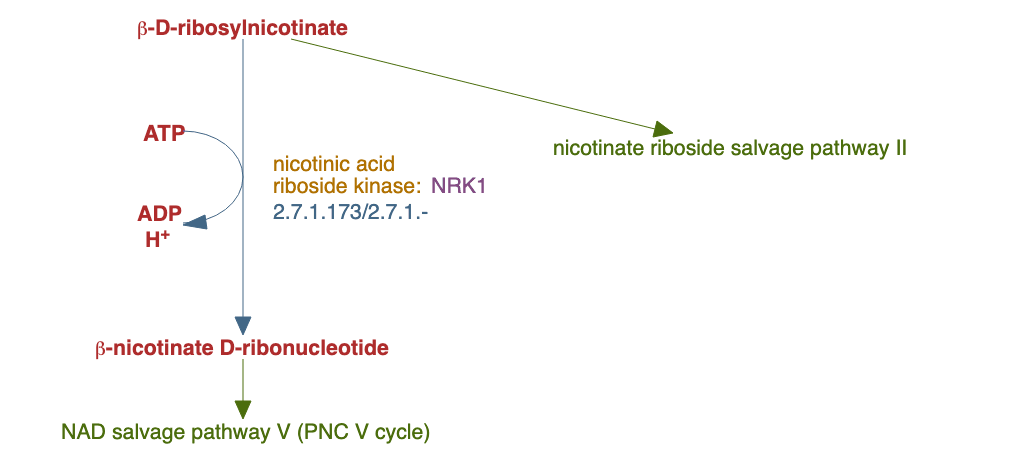 nicotinate riboside salvage pathway I pathway diagram