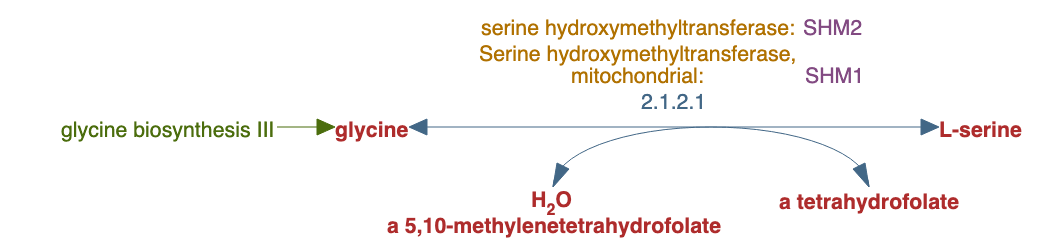 serine biosynthesis from glyoxylate pathway diagram