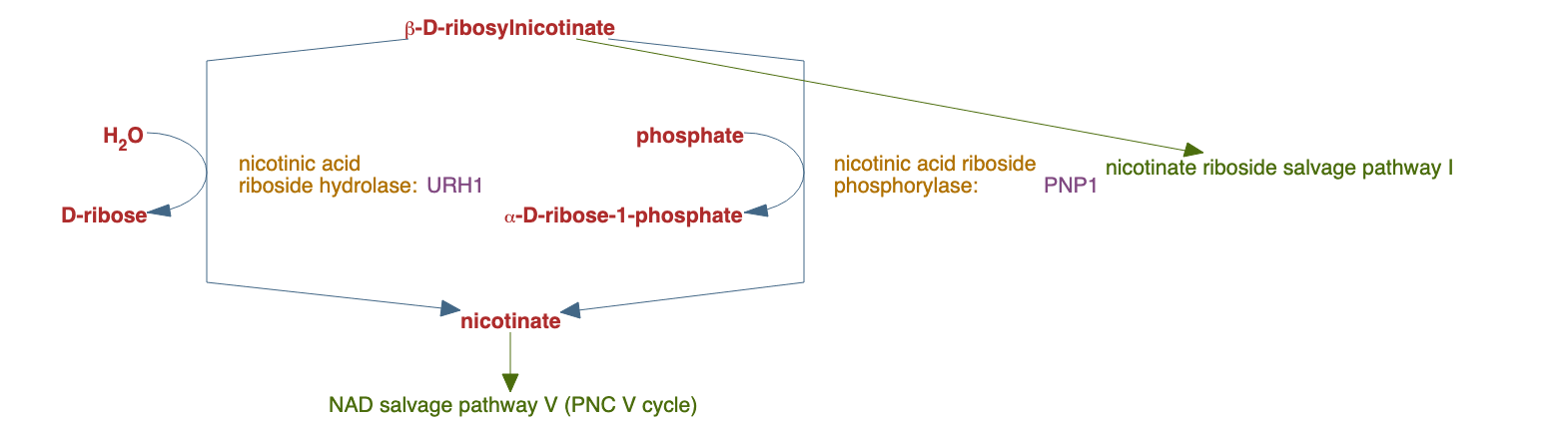 nicotinate riboside salvage pathway II pathway diagram