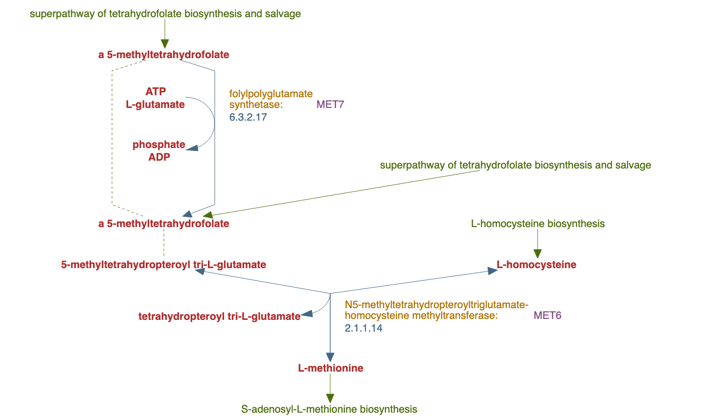 methionine biosynthesis pathway diagram