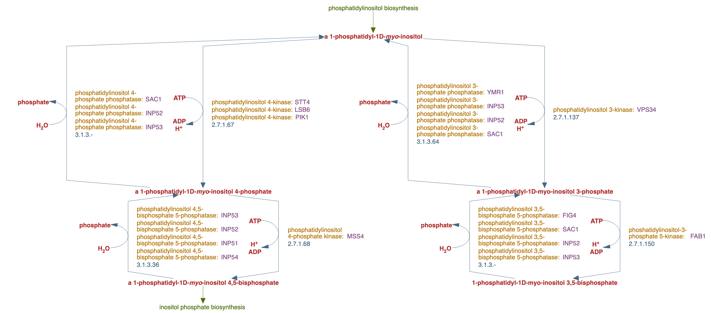phosphatidylinositol phosphate biosynthesis pathway diagram