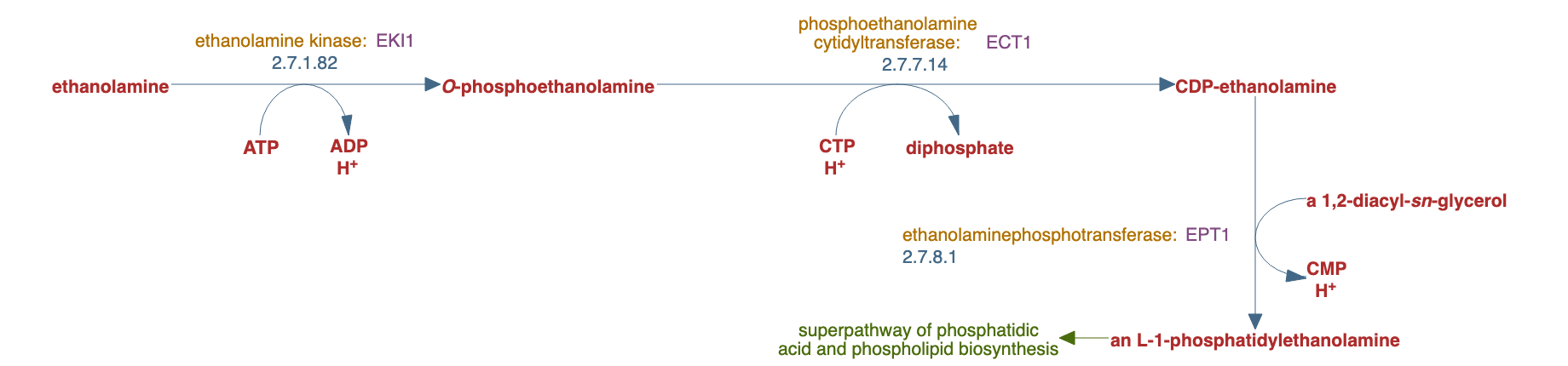 phospholipid biosynthesis II (Kennedy pathway) pathway diagram