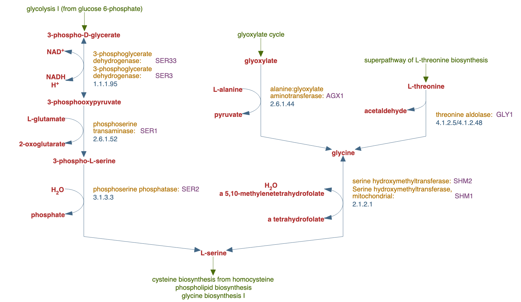 superpathway of serine and glycine biosynthesis pathway diagram