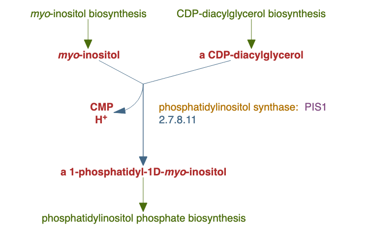 phosphatidylinositol biosynthesis pathway diagram