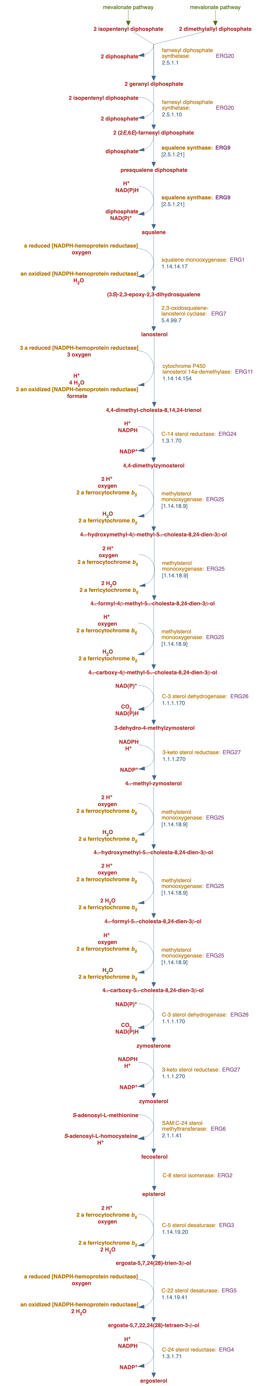 ergosterol biosynthesis pathway diagram