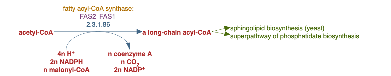 fatty acids biosynthesis (yeast) pathway diagram