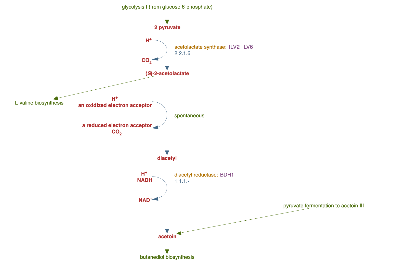 acetoin biosynthesis pathway diagram