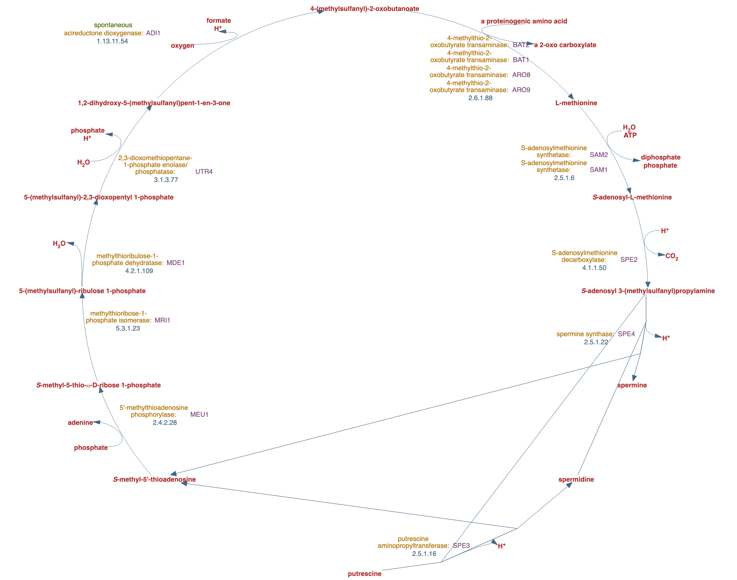 superpathway of methionine salvage pathway pathway diagram