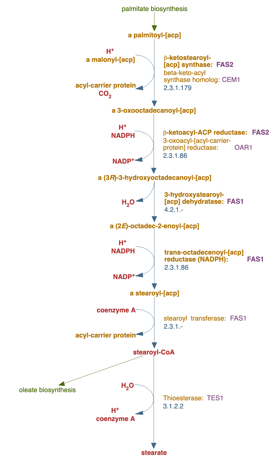 stearate biosynthesis III (fungi) pathway diagram