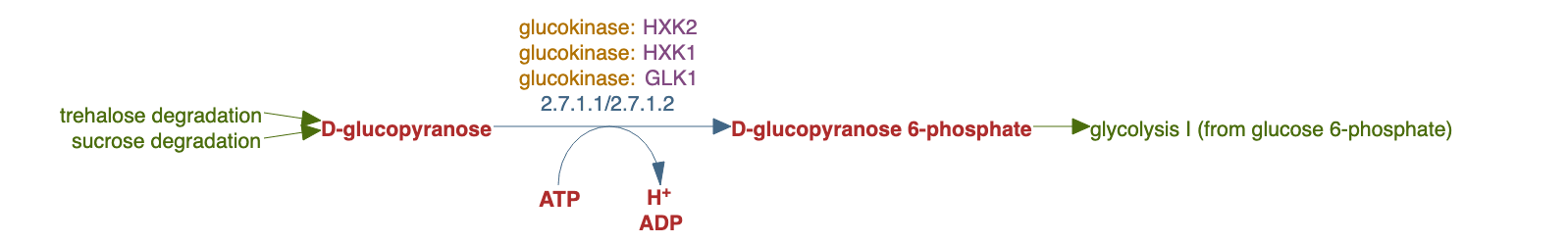 glucose-6-phosphate biosynthesis pathway diagram