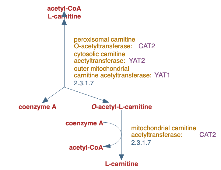 carnitine shuttle pathway diagram