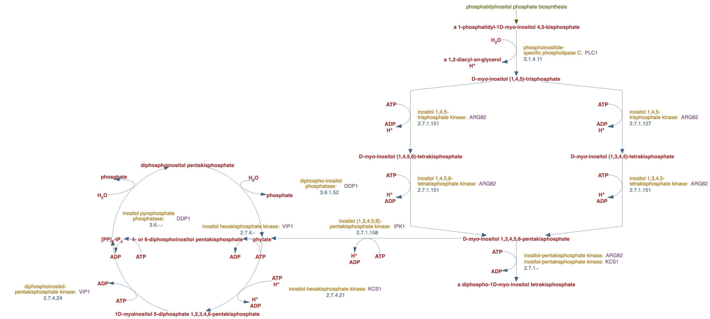 inositol phosphate biosynthesis pathway diagram