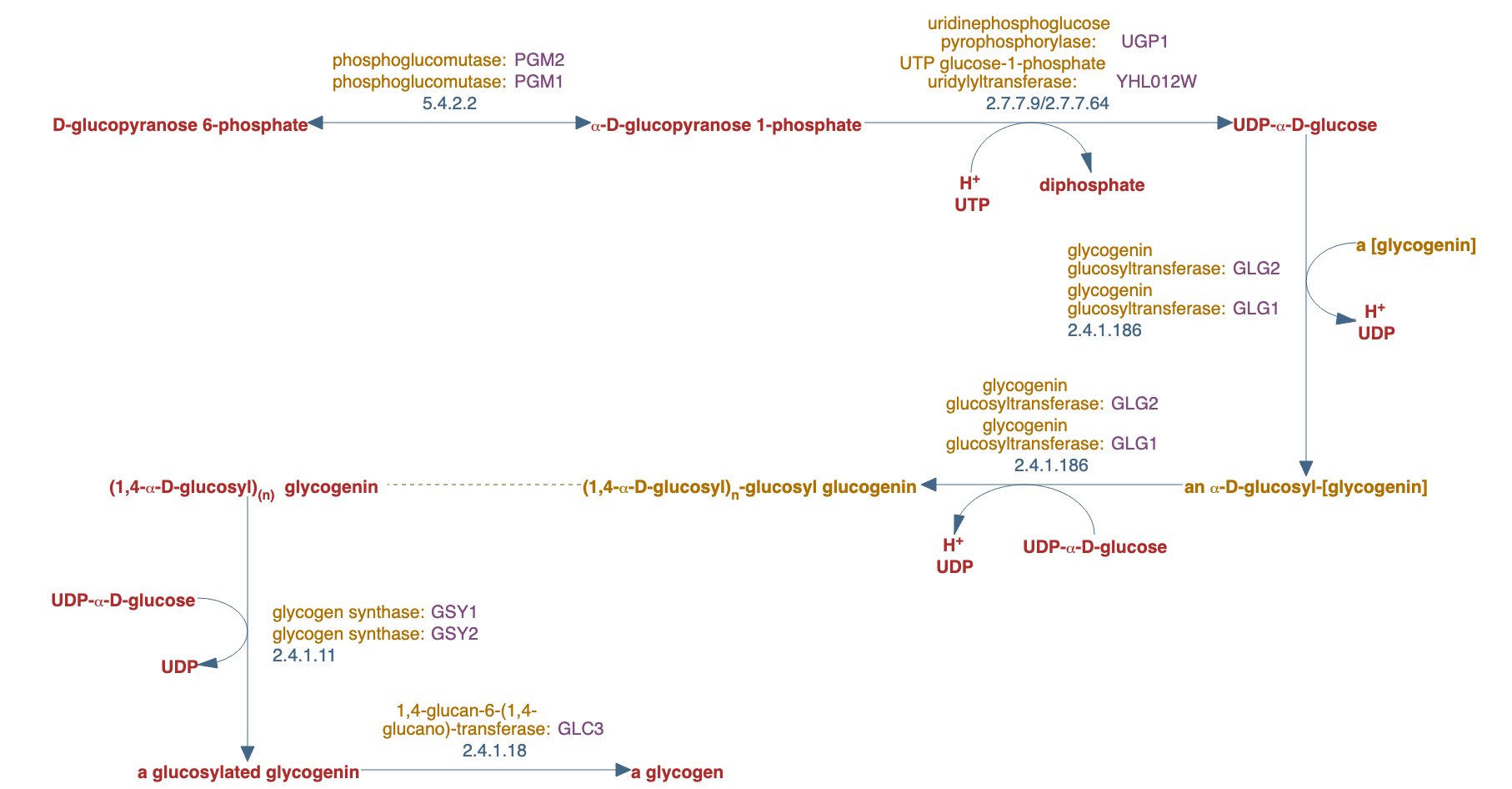glycogen biosynthesis pathway diagram