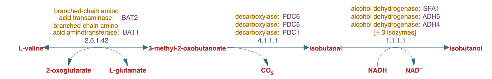 valine degradation pathway diagram