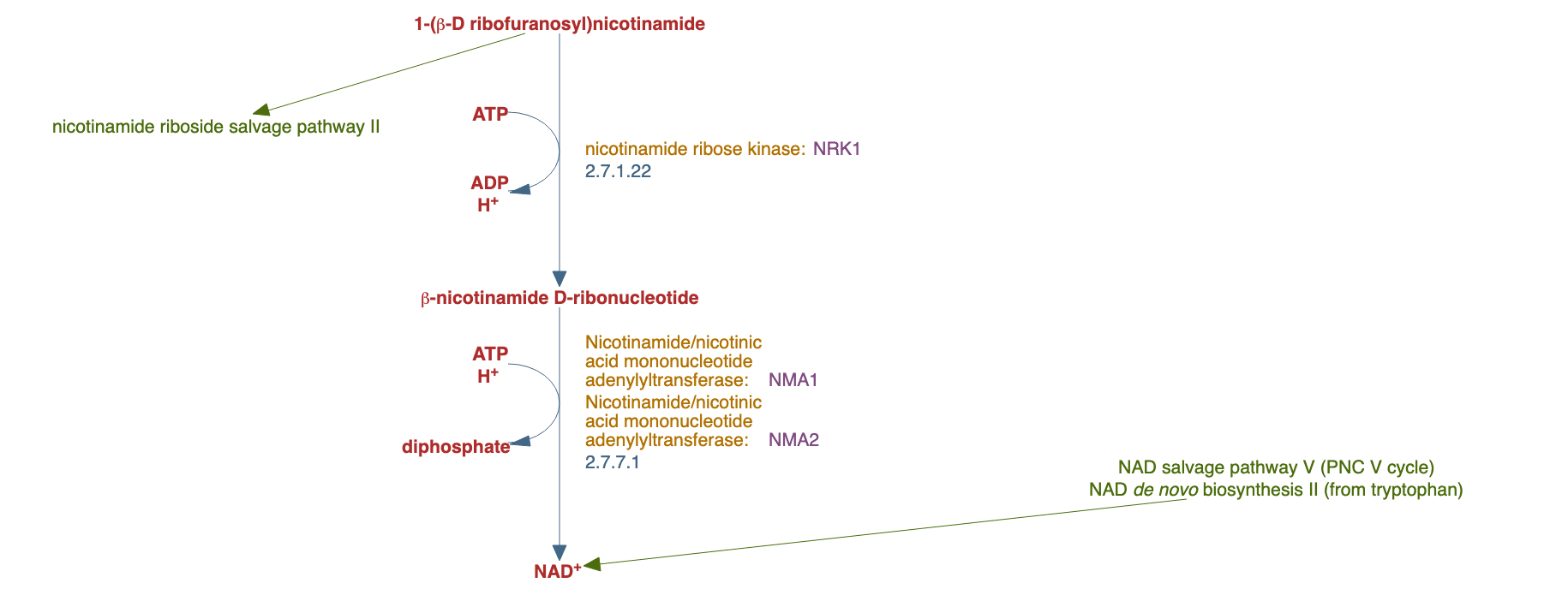 NAD salvage pathway IV (from nicotinamide riboside) pathway diagram