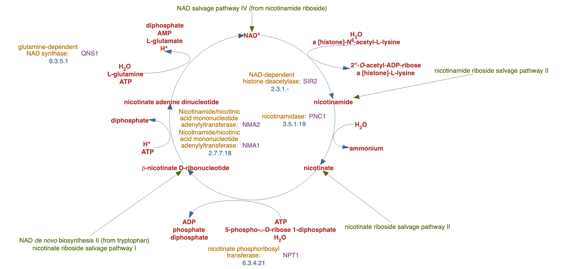 NAD salvage pathway V (PNC V cycle) pathway diagram