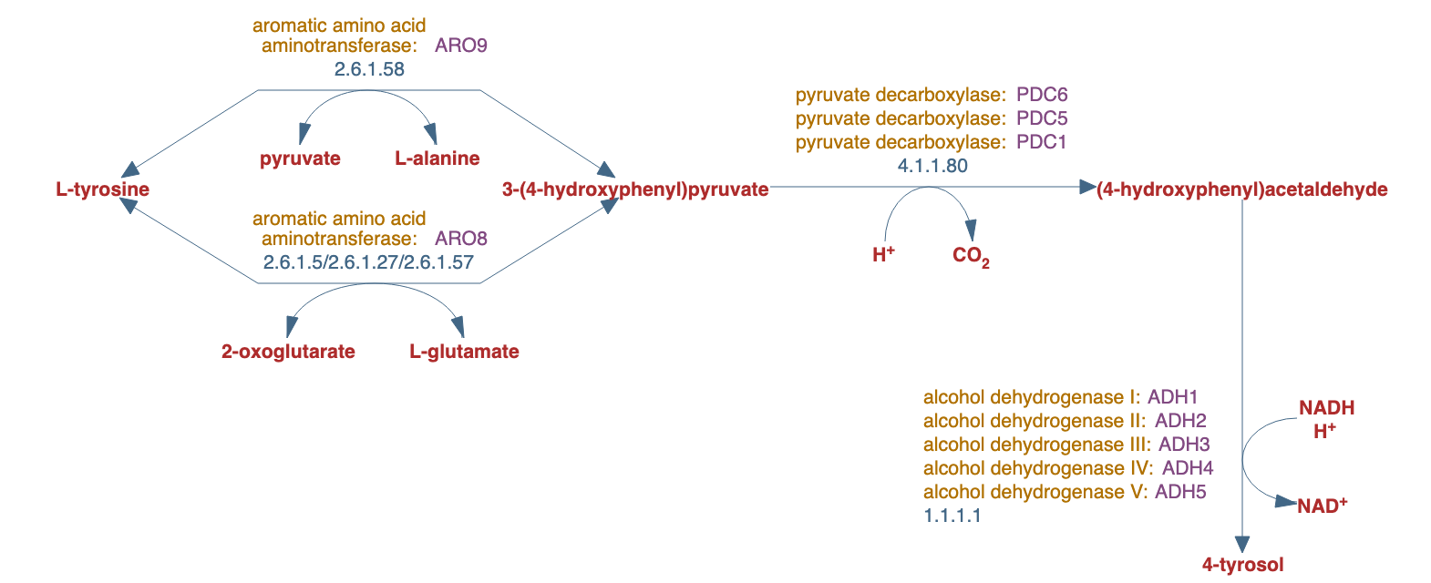 L-tyrosine degradation III pathway diagram