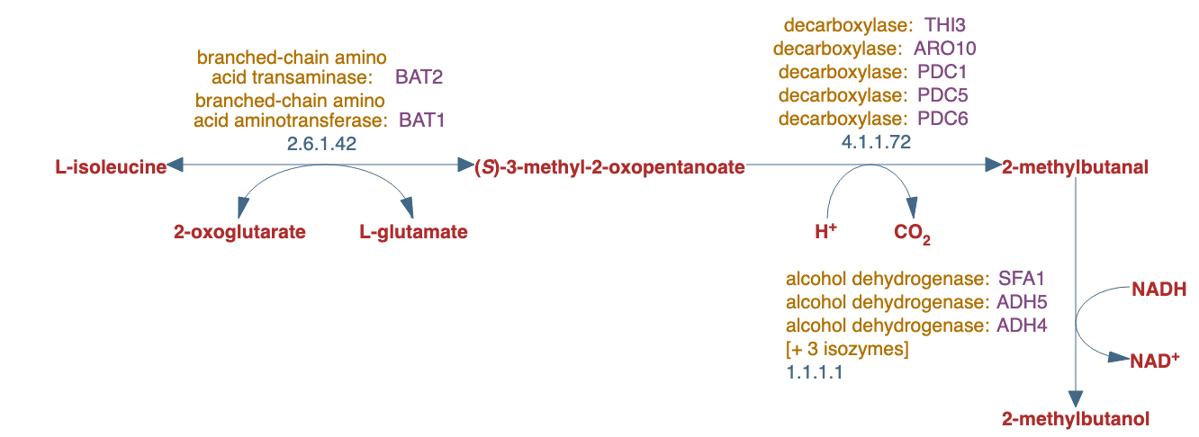 isoleucine degradation pathway diagram