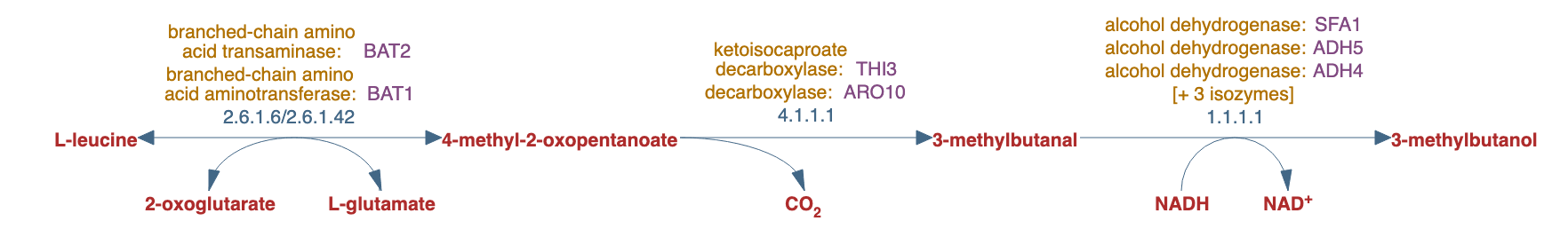 leucine degradation pathway diagram