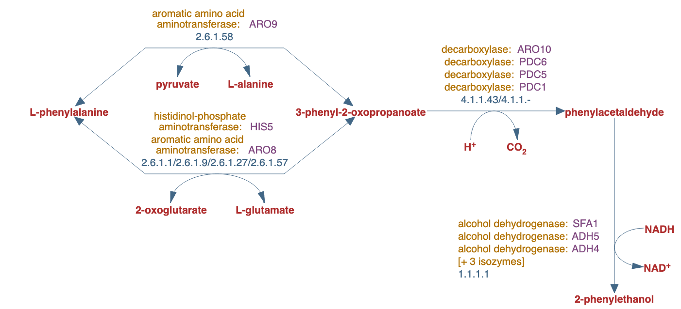 phenylalanine degradation pathway diagram