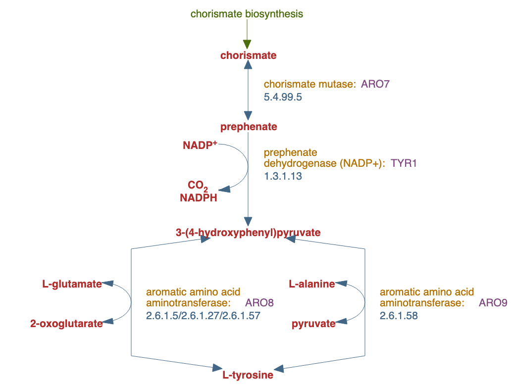 tyrosine biosynthesis pathway diagram
