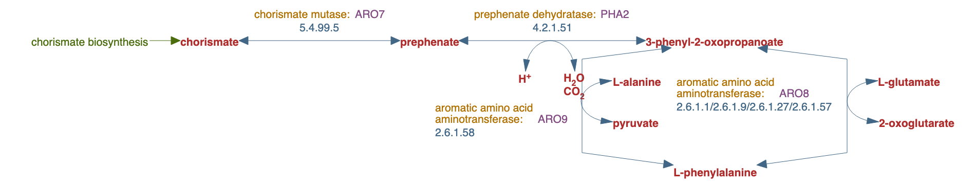 phenylalanine biosynthesis pathway diagram