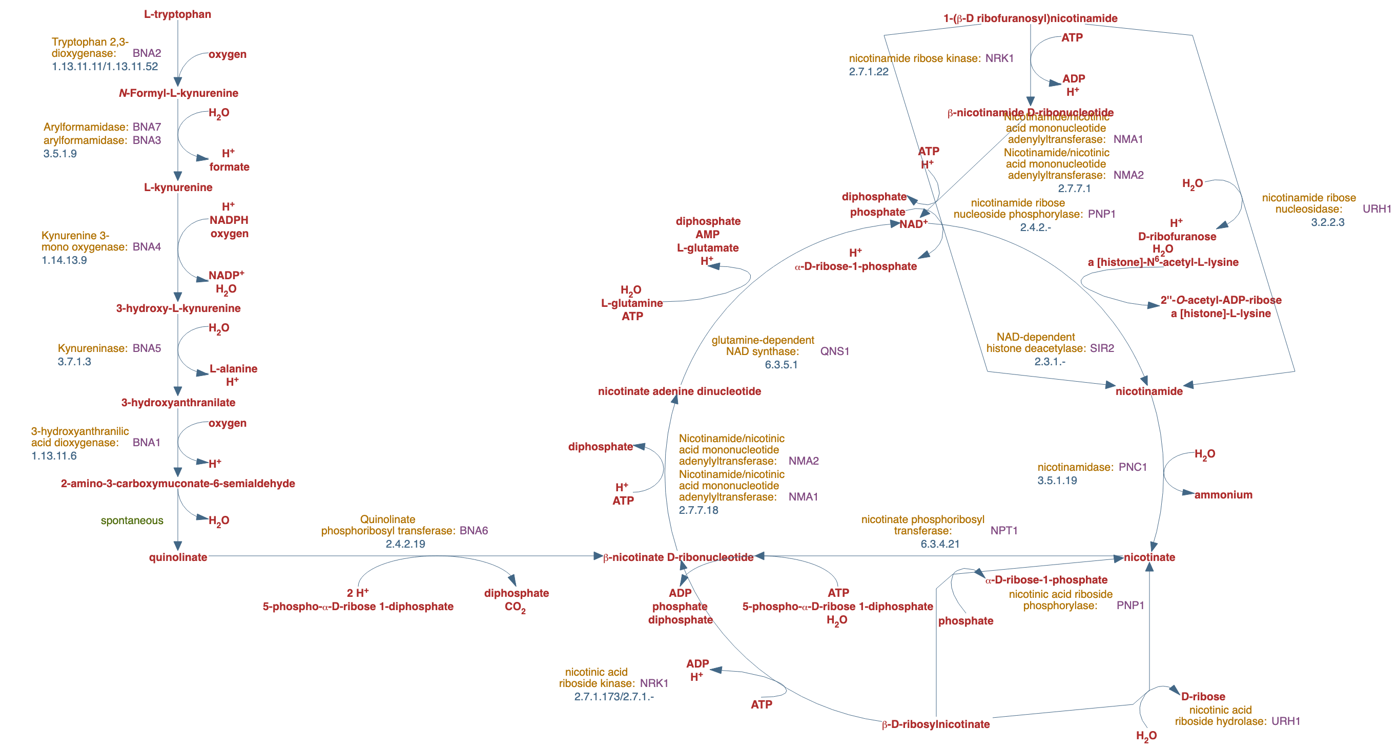 superpathway of NAD biosynthesis pathway diagram