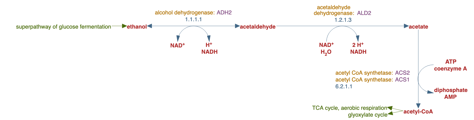ethanol degradation pathway diagram