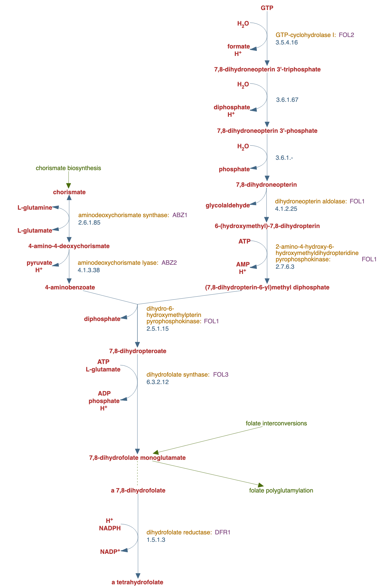 folate biosynthesis II pathway diagram