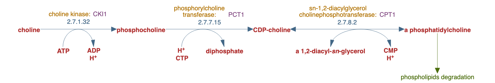 phosphatidylcholine biosynthesis I pathway diagram