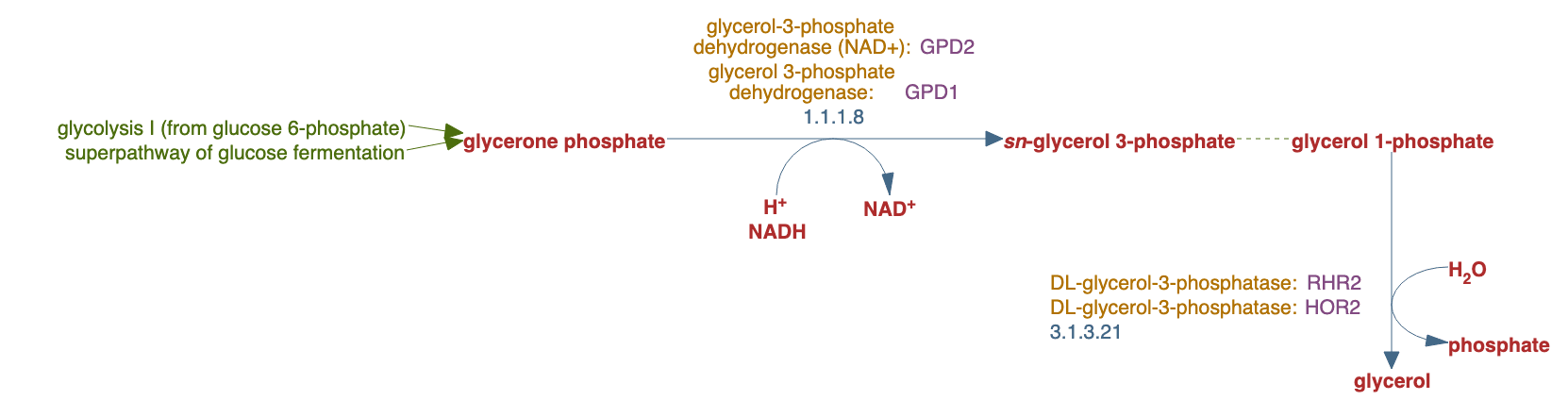 glycerol biosynthesis pathway diagram