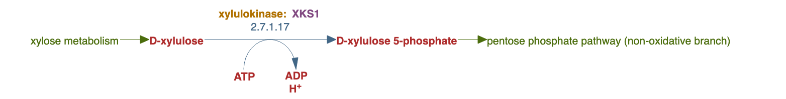 xylulose degradation pathway diagram