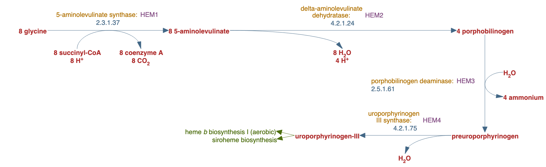 tetrapyrrole biosynthesis pathway diagram