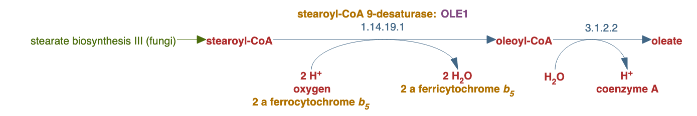 oleate biosynthesis pathway diagram