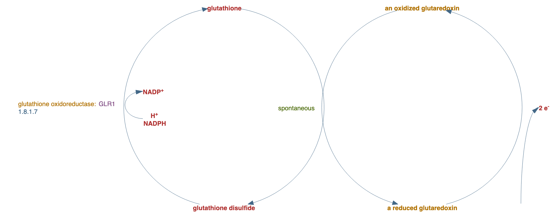 glutathione-glutaredoxin system pathway diagram