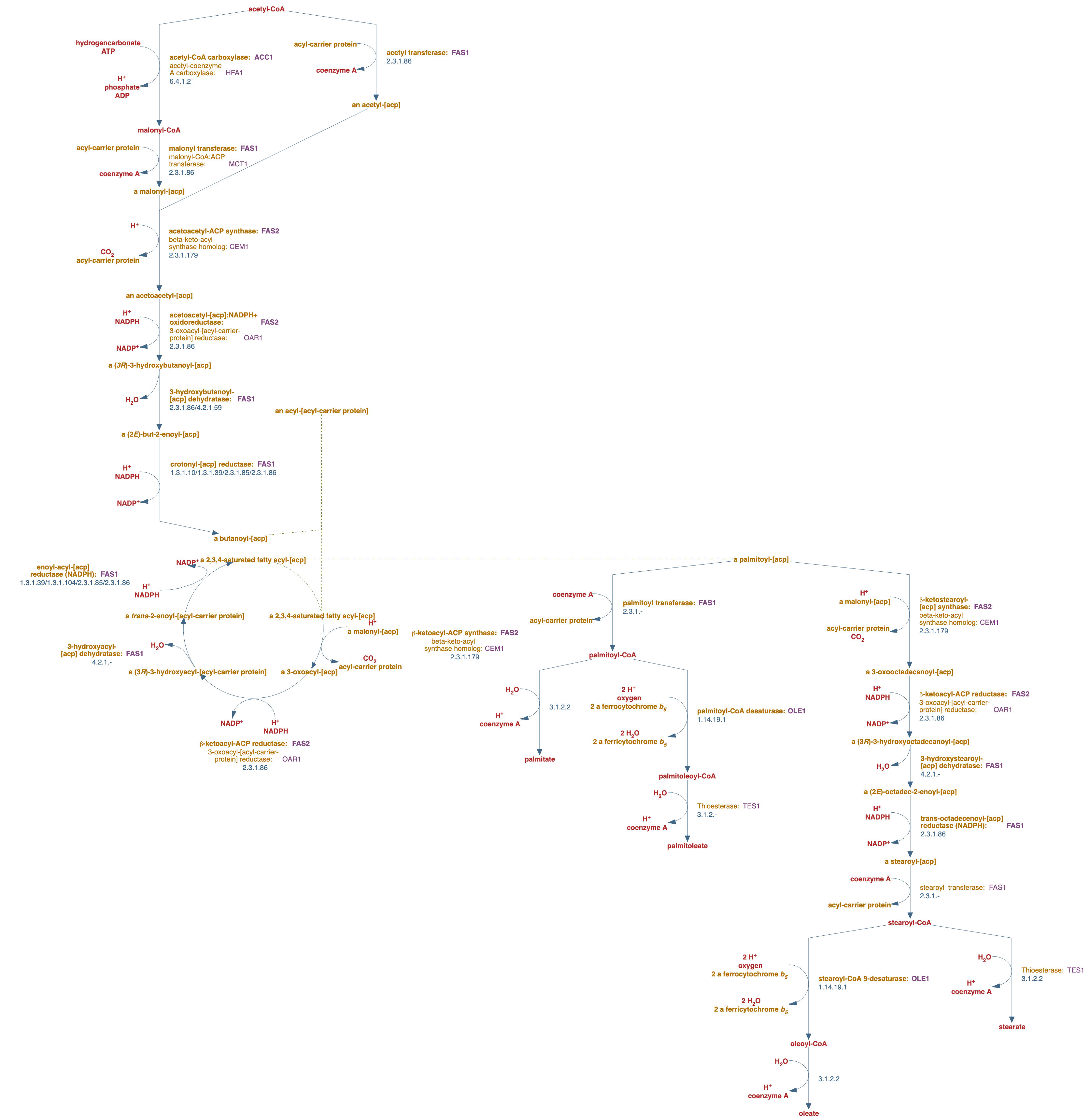superpathway of fatty acid biosynthesis, saturated and unsaturated pathway diagram